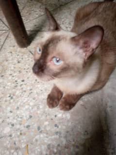family cat