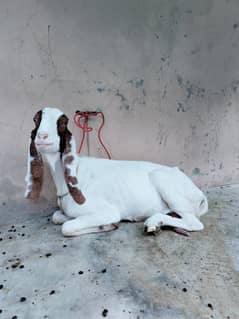 Bakri / Goat