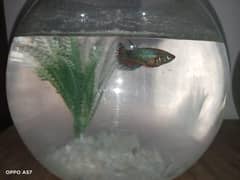 Betta fish female and male