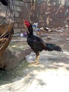 Aseel