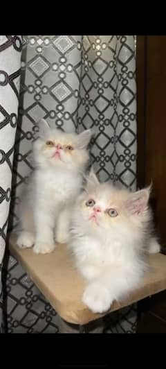 Piki / persain / white /kittens  available for sale