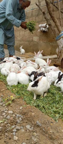 Rabbit pair for sale