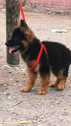 German shepherd puppies  double cot my WhatsApp number 03407290940