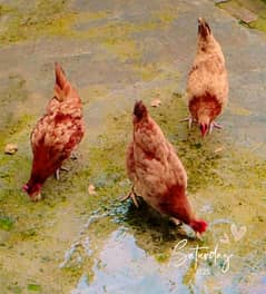6 hens available, RS: 1500 each