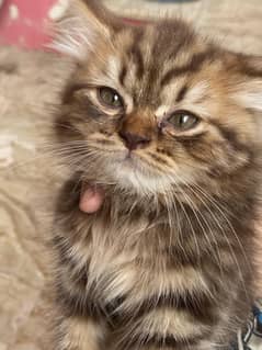 Female Persian kitten for sell