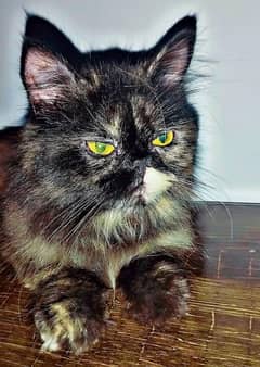 yellow eyes beautiful persion cat