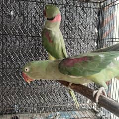 Raw pair for sale Age 6 year Breedar pair