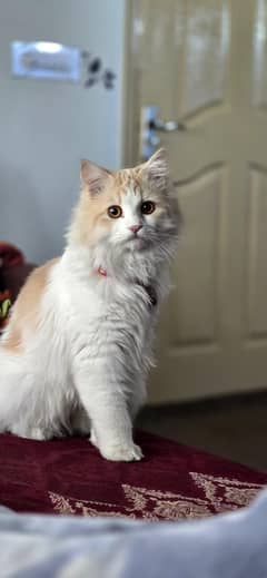 Persian