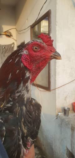 Thai male