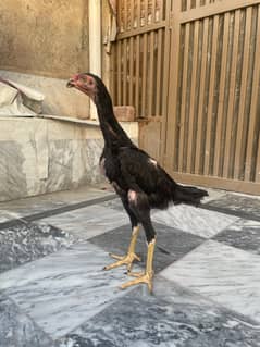 4month chcks available and 4 month available