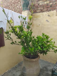 Ficix Plant, Shakri Malta, Lemon plant with Pot for sale