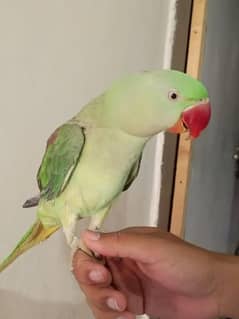 Kashmiri Raw Parrots - Alexandar
