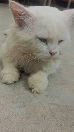 Persian cat male