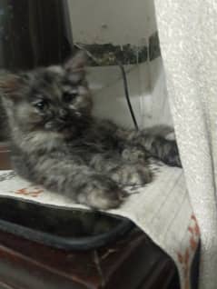 tiger print cat for sale in good price  age 2 month