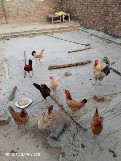 All Setup Sale stater Murgia