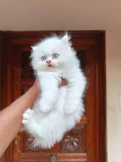 Persian kitten for urgent sale my WhatsApp number 03706577151