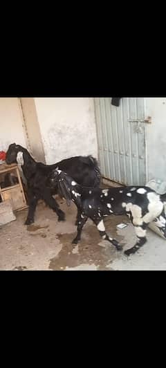Goat | bakra | sheep | khasi | بکرا | bakry / teddy bakra 03035000765