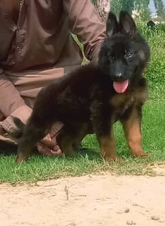 German Shepherd Male Puppy For Sale , Long Coat Puppy