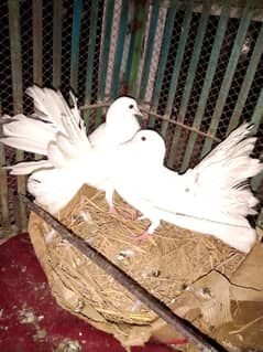 white lucky piegen