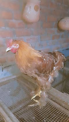 Golden Heavy buff, White heavy buff , black brama