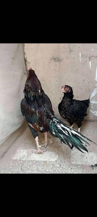 Amroha Lassani Breed Hens