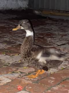 Duck