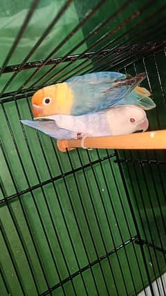 love birds looking for New shelter