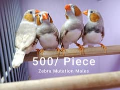 Zebra Finches Snow White Pairs & Java for Salr