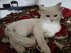 white ‍