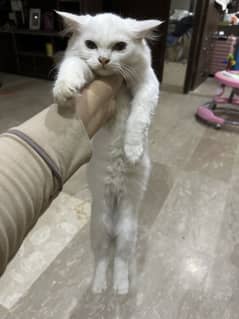 Persian kitten for sale