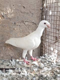 WHITE GERMAN FEMALE