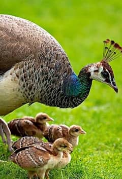 Peacock Chicks
