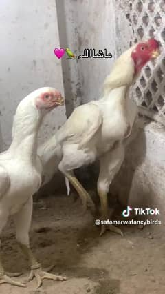 parrot