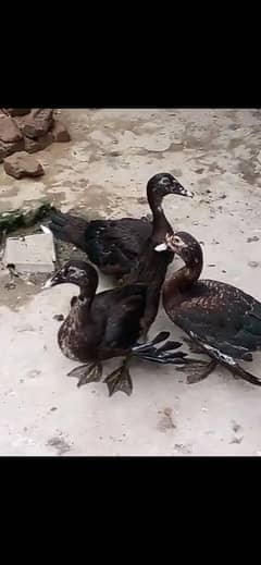 muscuvy ducks male.