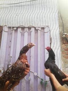 aseel galwa pattha aur muriya for sale