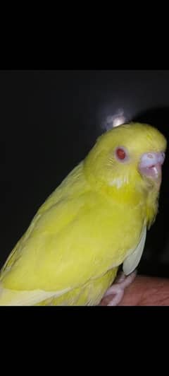 Australian Buggie parrot All in healthy state 399 per piece