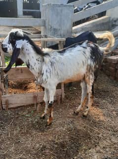 Makkhi Chini bakra