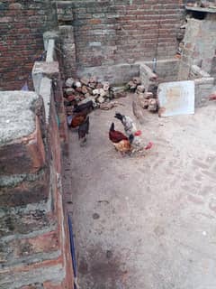 hens desi. 03314001414 . what's aap