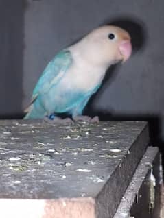 love  bird