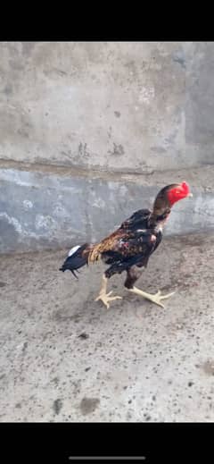 Aseel murga Japnees shamo