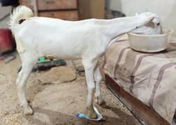 ZERO SIZE GULABI TEADY MALE
