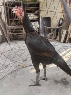 Shamo