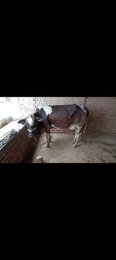 cow
