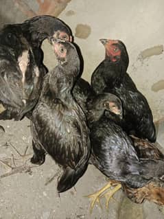 اسیل مرغ