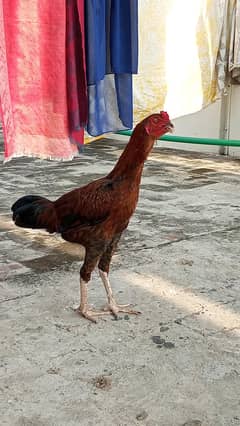 Aseel chick | Misri murgha for sale