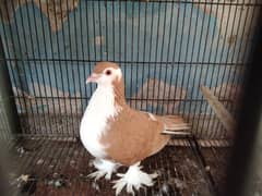 pigeon for sale