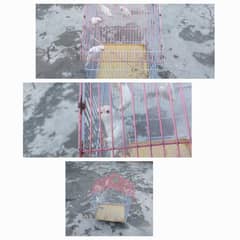 love bird pair with cage sale and exchange