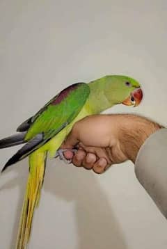 self feed handtamed