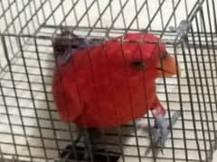 red lorry
