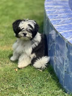 Shitzu/poodle